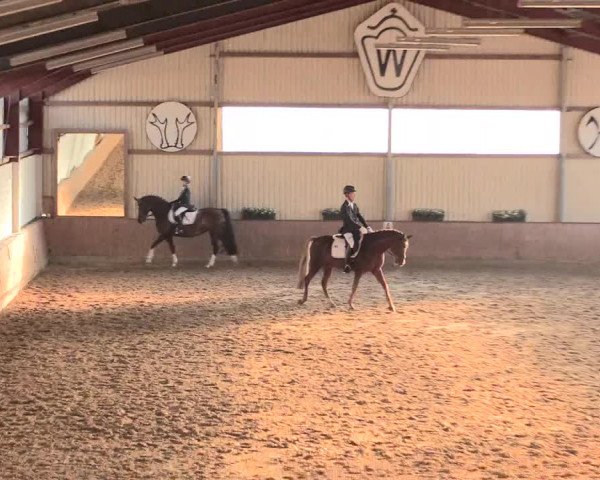 Reitturnier Lüdinghausen-Westrup 2016