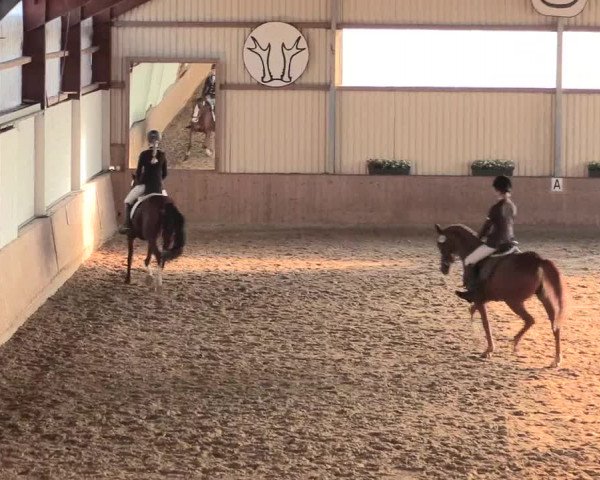 Reitturnier Lüdinghausen-Westrup 2016