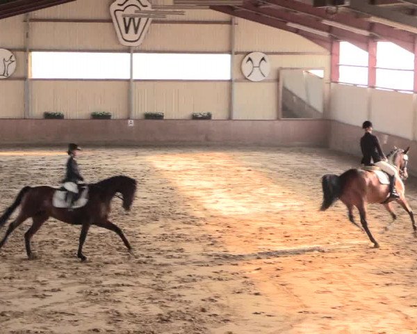 Reitturnier Lüdinghausen-Westrup 2016