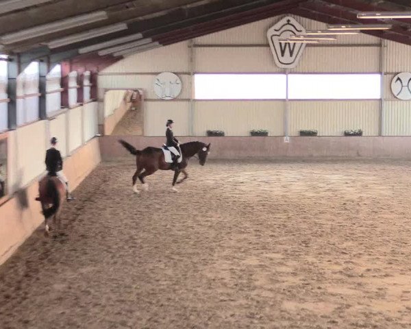 Reitturnier Lüdinghausen-Westrup 2016