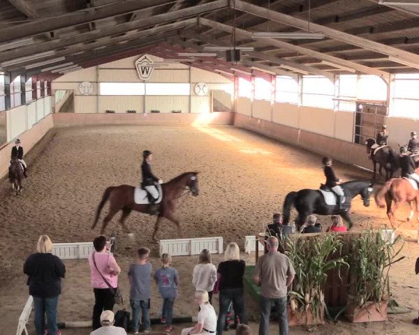 Reitturnier Lüdinghausen-Westrup 2016