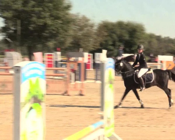 Reitturnier Lüdinghausen-Westrup 2016