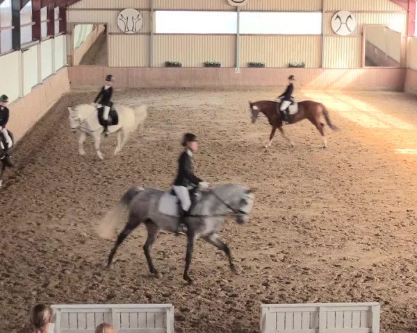 Reitturnier Lüdinghausen-Westrup 2016