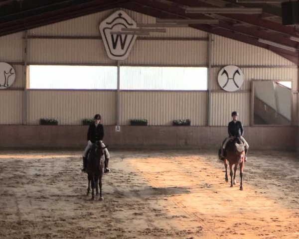 Reitturnier Lüdinghausen-Westrup 2016