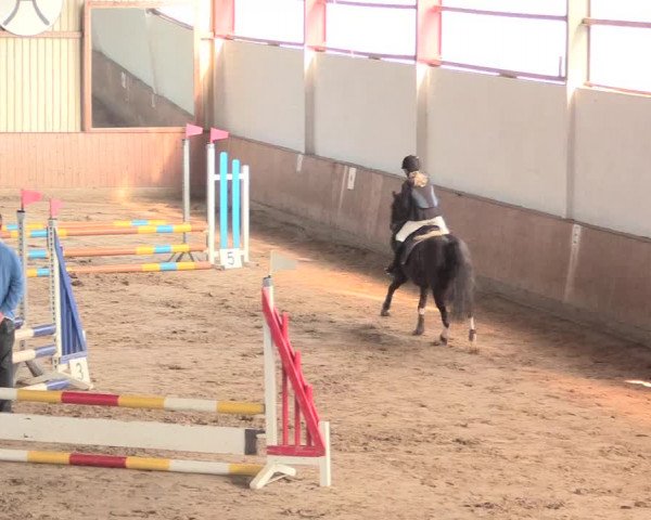 Reitturnier Lüdinghausen-Westrup 2016