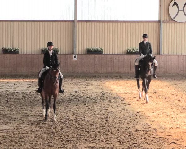 Reitturnier Lüdinghausen-Westrup 2016