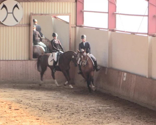 Reitturnier Lüdinghausen-Westrup 2016