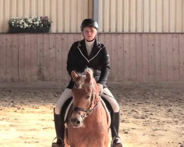 Reitturnier Lüdinghausen-Westrup 2016
