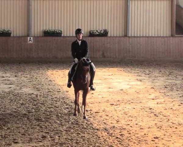 Reitturnier Lüdinghausen-Westrup 2016