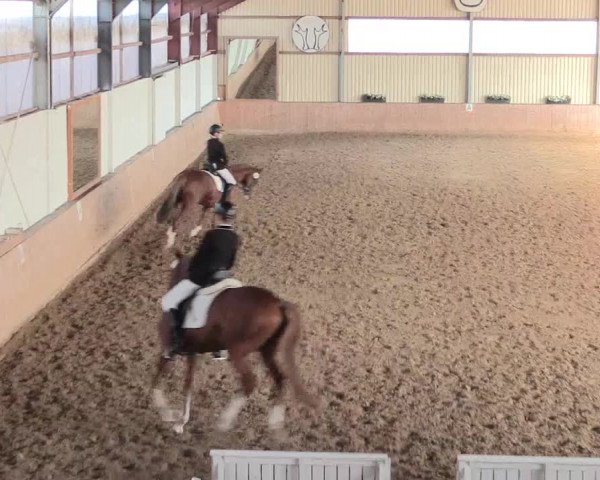 Reitturnier Lüdinghausen-Westrup 2016