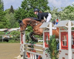 jumper Carissima 25 (Oldenburg, 2008, from Balou du Rouet)