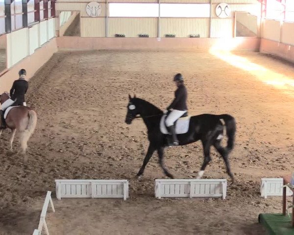 Reitturnier Lüdinghausen-Westrup 2016