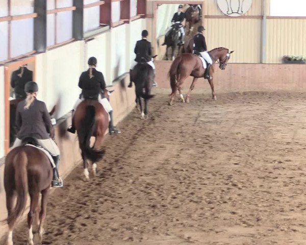 Reitturnier Lüdinghausen-Westrup 2016