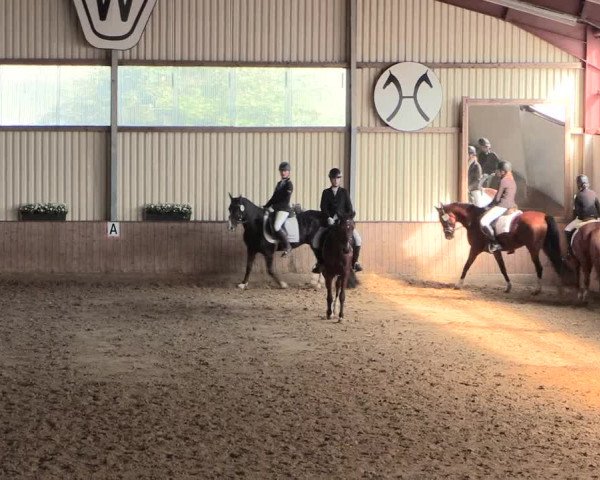 Reitturnier Lüdinghausen-Westrup 2016