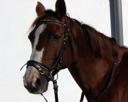 broodmare Athena Missouri (Hanoverian, 2001, from Acorado I)