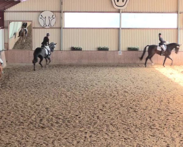 Reitturnier Lüdinghausen-Westrup 2016