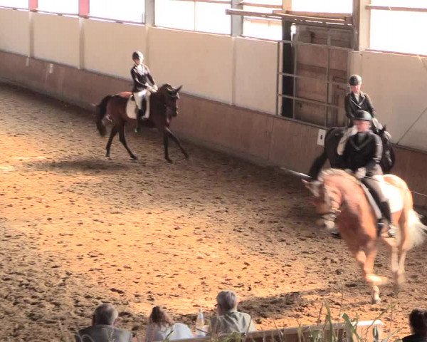 Reitturnier Lüdinghausen-Westrup 2016