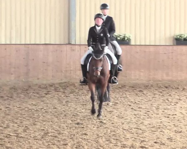 Reitturnier Lüdinghausen-Westrup 2016