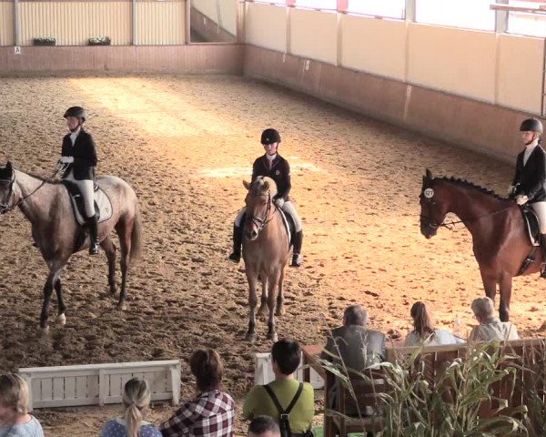 Reitturnier Lüdinghausen-Westrup 2016
