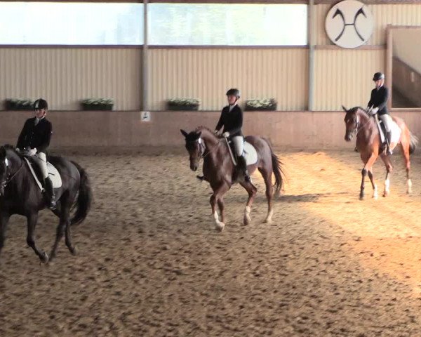 Reitturnier Lüdinghausen-Westrup 2016