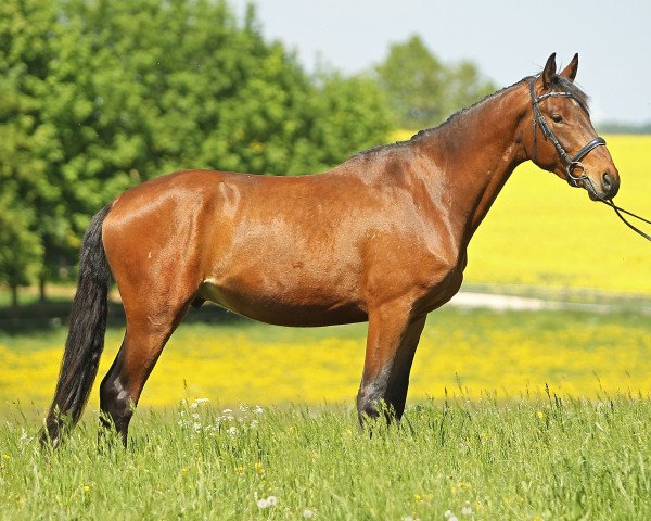 Pferd Flaucher (Trakehner, 2014, von Iskander)