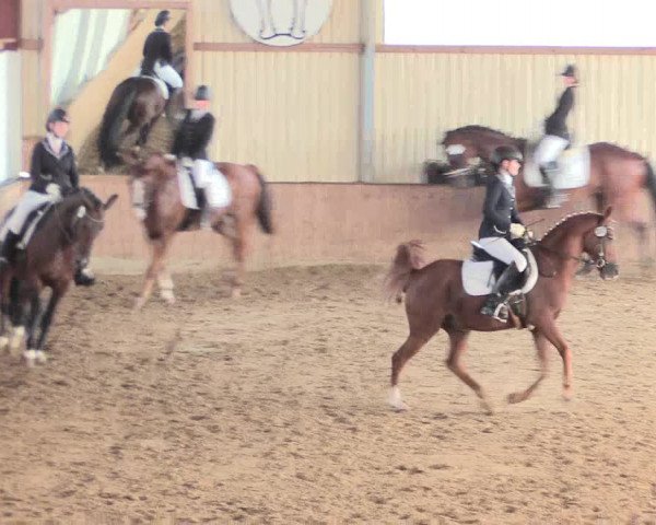 Reitturnier Lüdinghausen-Westrup 2016