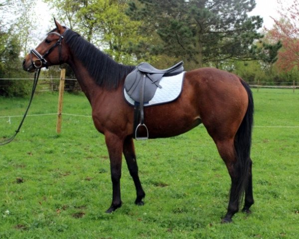 horse Quinta Grande xx (Thoroughbred, 2011, from Mr. Woodman xx)