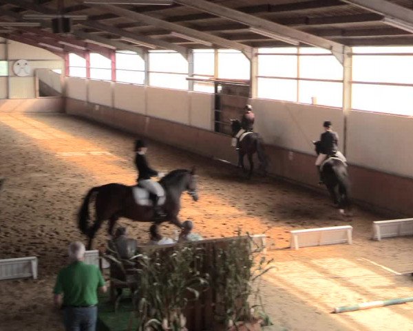 Reitturnier Lüdinghausen-Westrup 2016