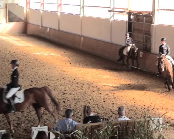 Reitturnier Lüdinghausen-Westrup 2016