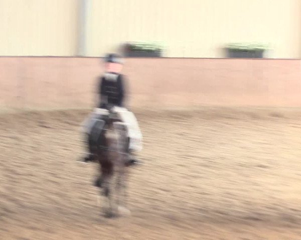 Reitturnier Lüdinghausen-Westrup 2016