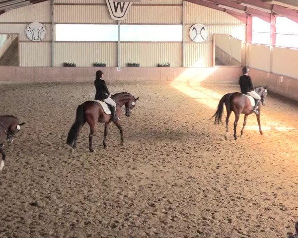 Reitturnier Lüdinghausen-Westrup 2016