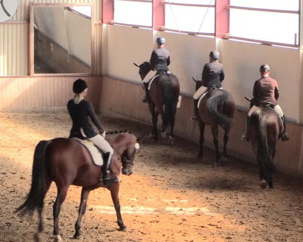 Reitturnier Lüdinghausen-Westrup 2016