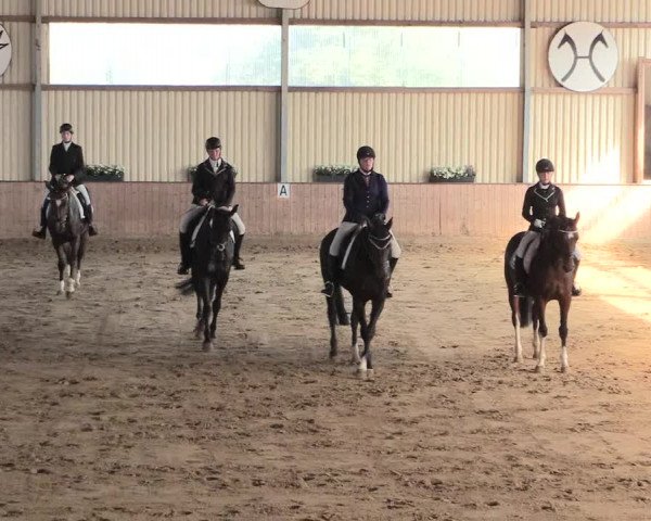 Reitturnier Lüdinghausen-Westrup 2016