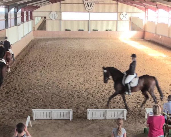 Reitturnier Lüdinghausen-Westrup 2016