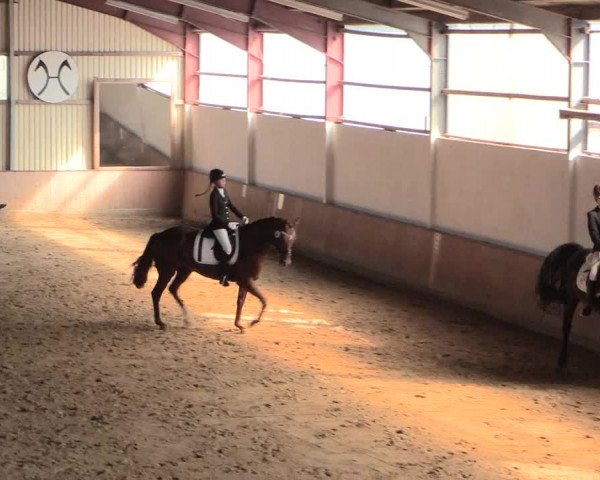 Reitturnier Lüdinghausen-Westrup 2016