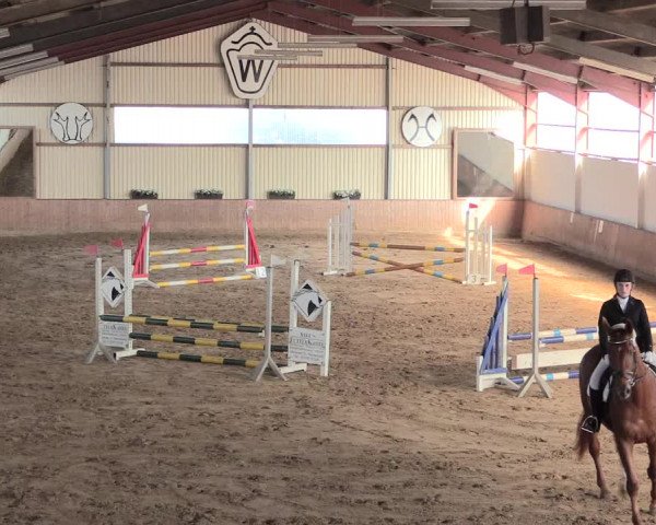 Reitturnier Lüdinghausen-Westrup 2016