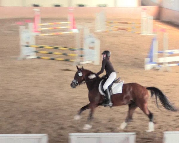 Reitturnier Lüdinghausen-Westrup 2016
