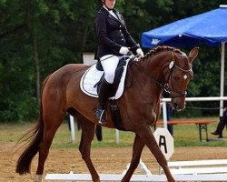 dressage horse Florentina 78 (Hanoverian, 2008, from Florencio I)