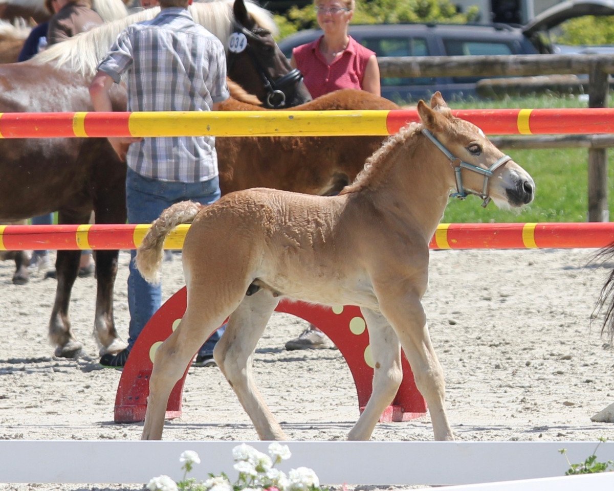 stallion Hengst von Higgins / Martell (Rhenish-German Cold-Blood, 2019, from Higgins)