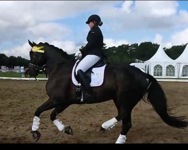 dressage horse Sir George Clooney (Hanoverian, 2011, from St. Moritz Junior)