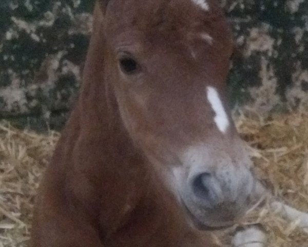 horse Lks XXX (German Riding Pony, 2019, from Dallmayr K)