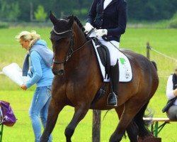 dressage horse Dark Paradise (Westphalian, 2009, from Diamond Hit)