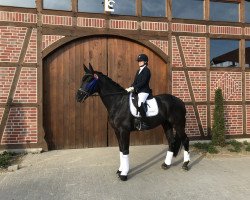 dressage horse Fresco 43 (Oldenburg, 2014, from Follow Me OLD)
