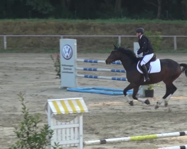 Reitturnier Köln-Leverkusen 2016