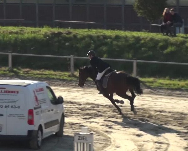 Reitturnier Köln-Leverkusen 2016