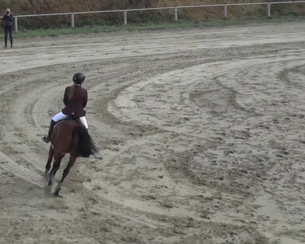 Reitturnier Köln-Leverkusen 2016