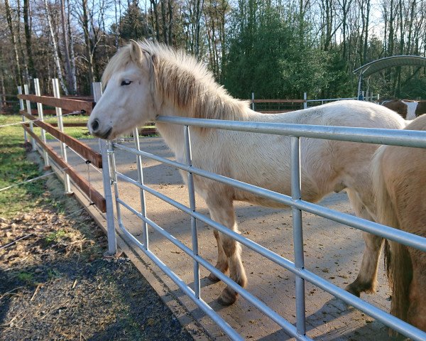 Pferd Bacardi (Fjordpferd, 2017, von Bram)