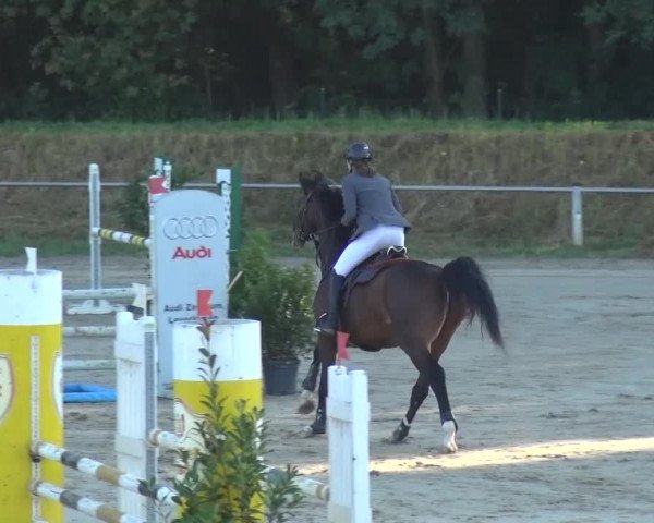 Reitturnier Köln-Leverkusen 2016