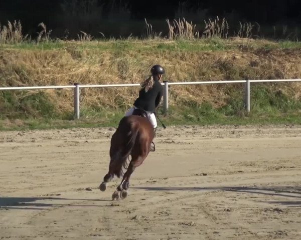 Reitturnier Köln-Leverkusen 2016