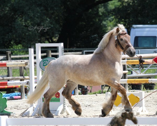 broodmare Elsa (Rhenish-German Cold-Blood, 2015, from Emilio)